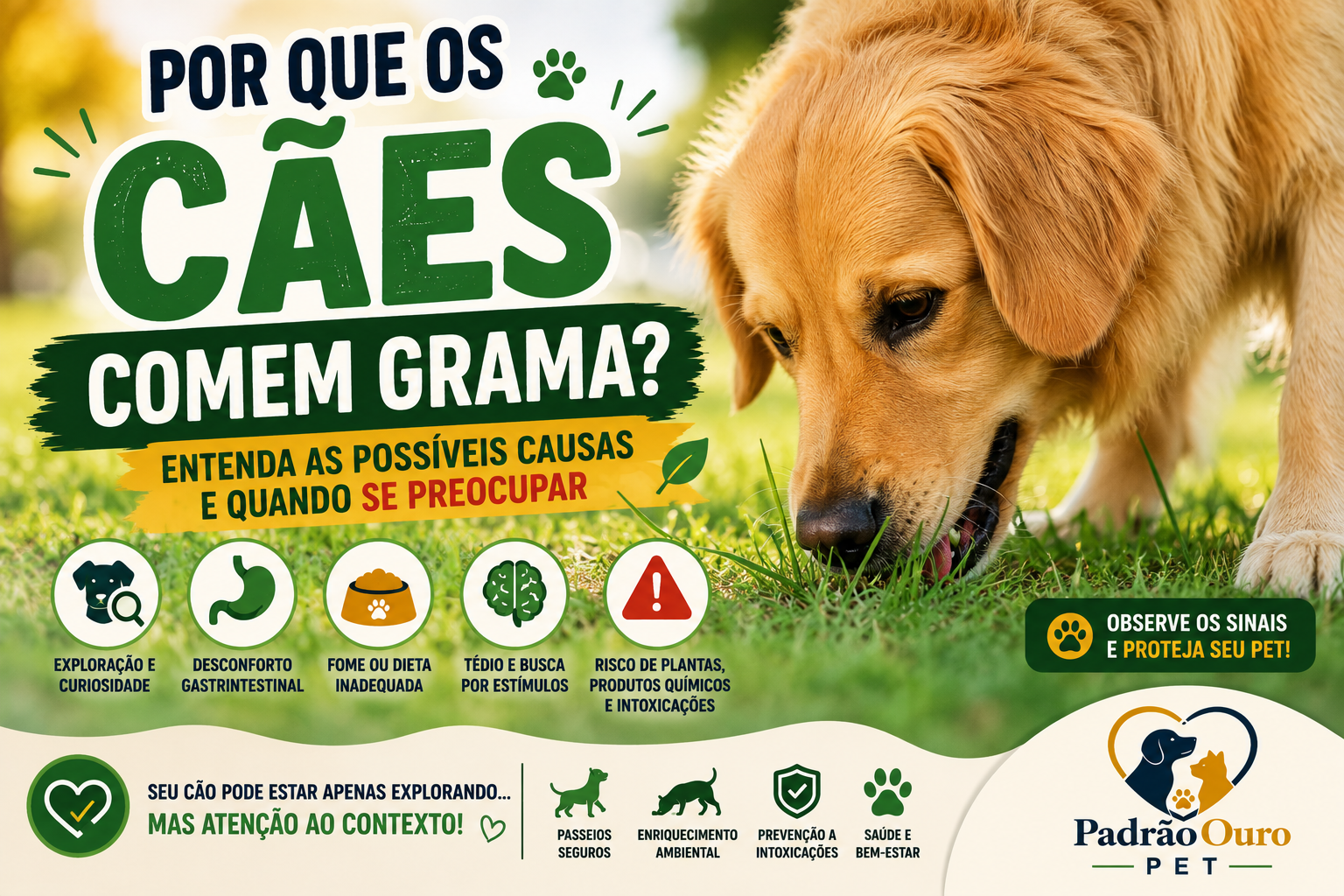 Por que os cães comem grama? Entenda as possíveis causas, descubra se isso significa doença e saiba quando o comportamento merece atenção veterinária.
