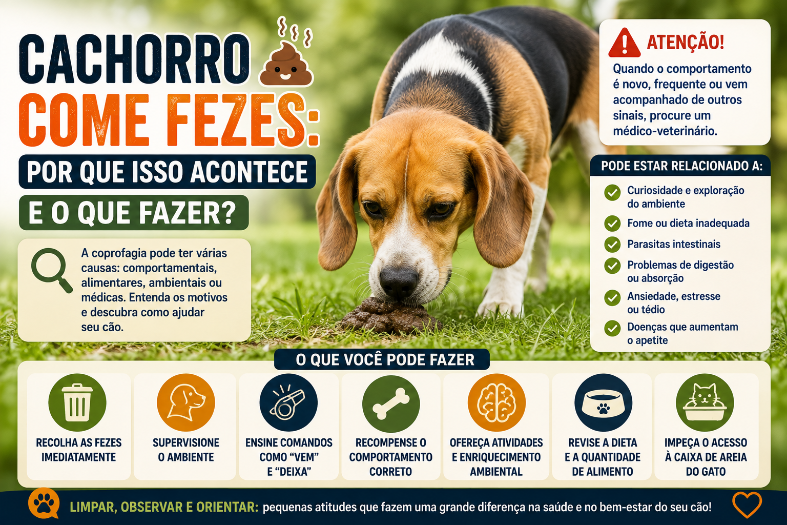 Seu cachorro come fezes? Entenda as causas da coprofagia, quando pode indicar um problema de saúde e quais estratégias ajudam a controlar esse comportamento.