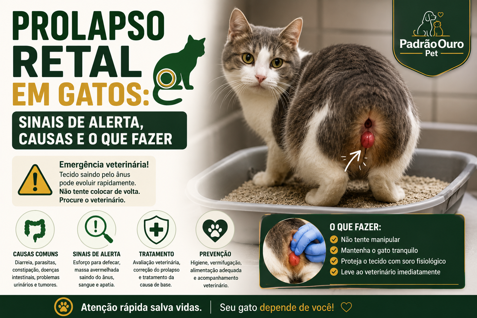 Prolapso retal em gatos é uma emergência veterinária. Saiba reconhecer os sinais, principais causas, riscos e o que fazer até chegar ao veterinário.