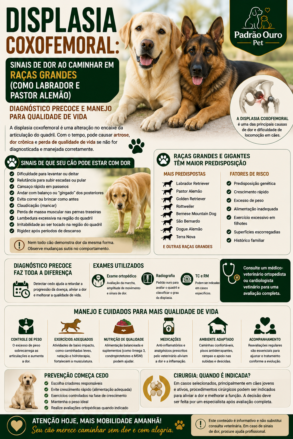 Saiba reconhecer os sinais de displasia coxofemoral em cães, como Labrador e Pastor Alemão, e entenda o diagnóstico precoce e as opções de manejo.