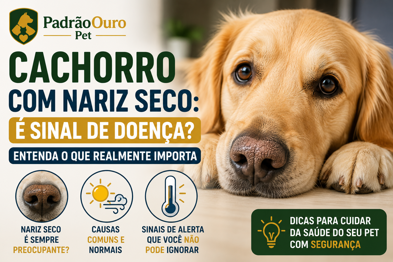 Cachorro com nariz seco está doente? Descubra o que pode causar o ressecamento, quando se preocupar e quais sinais realmente indicam que o pet precisa de avaliação.