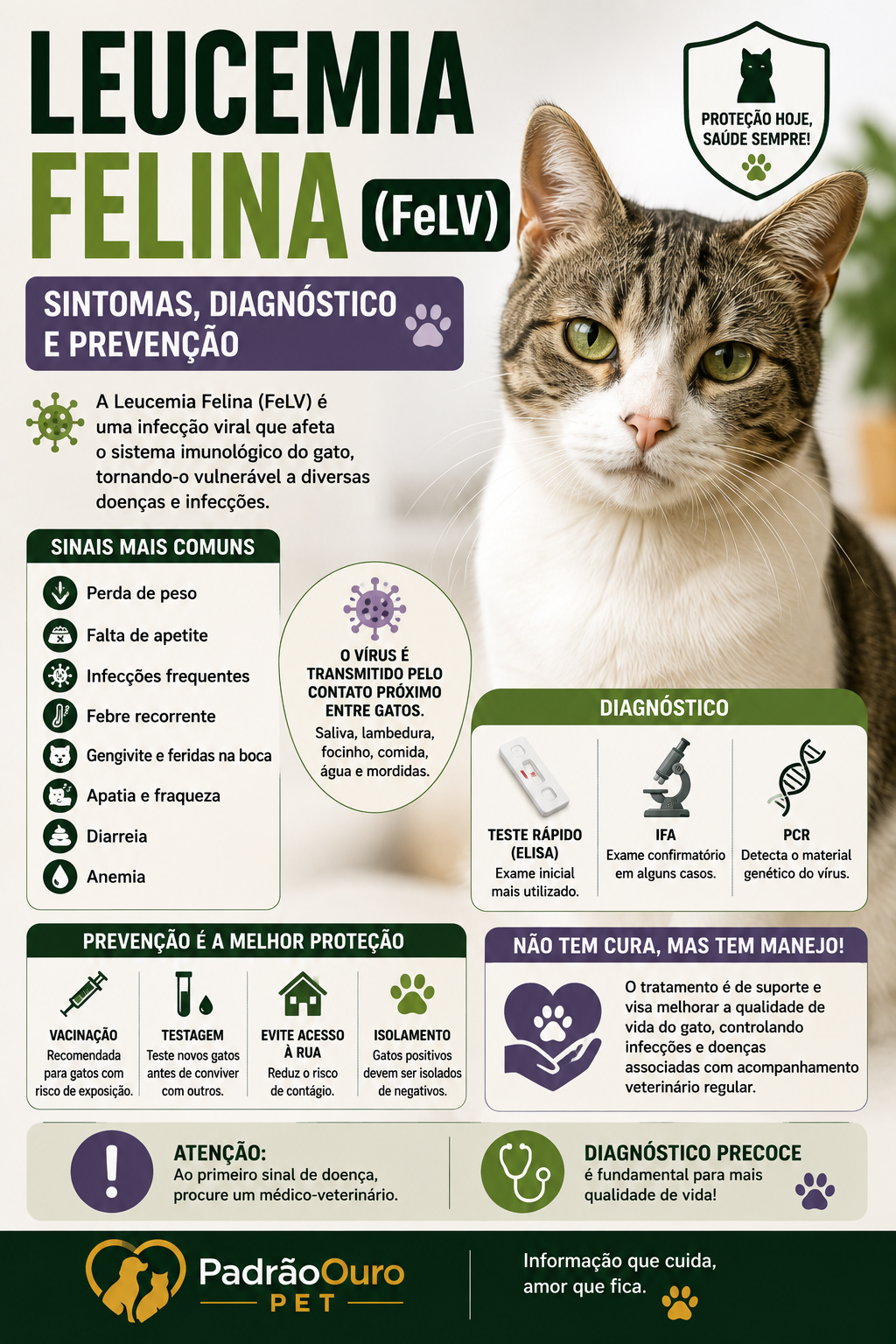 Entenda o que é a Leucemia Felina (FeLV), como ocorre a transmissão, quais são os sintomas, como é feito o diagnóstico e as formas de prevenção.